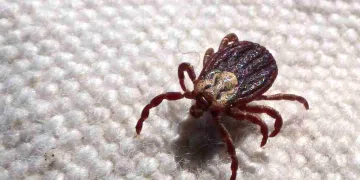 Febre maculosa: SP registra 18 mortes em 19 casos confirmados; entenda a doença
