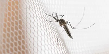 Noroeste de SP concentra maior incidência de dengue em 2026, aponta NIES